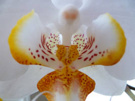 Orchid 9