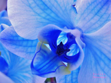 Blue Mystique Orchid.