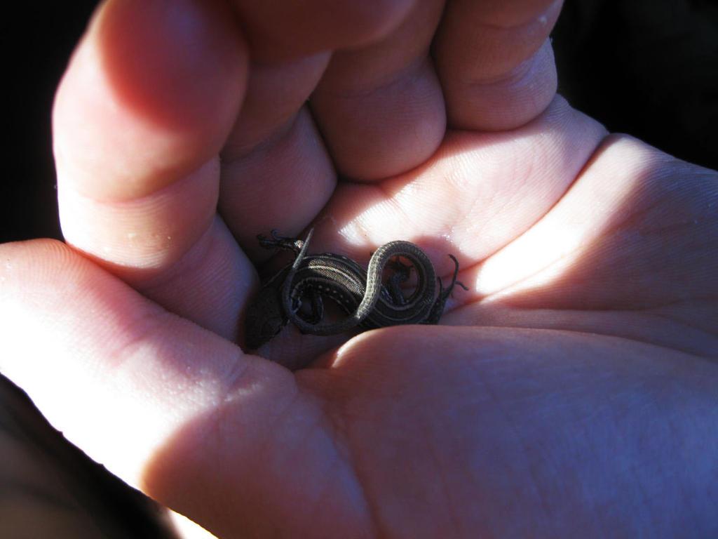 Infinity lizard by ArthurStarks on DeviantArt