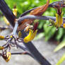 Bee on a plant