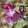 Butterfly Orchid