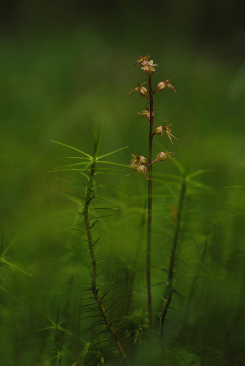 lesser twayblade