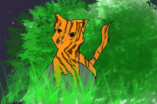 the starclan and the tiger cat