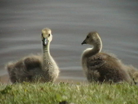 Baby Geese