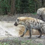 Spotted Hyenas 2