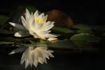 White Water Lily by AlinaKurbiel