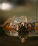 Eastern Box Turtle by AlinaKurbiel