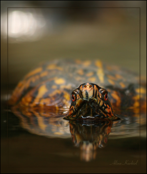 Eastern Box Turtle