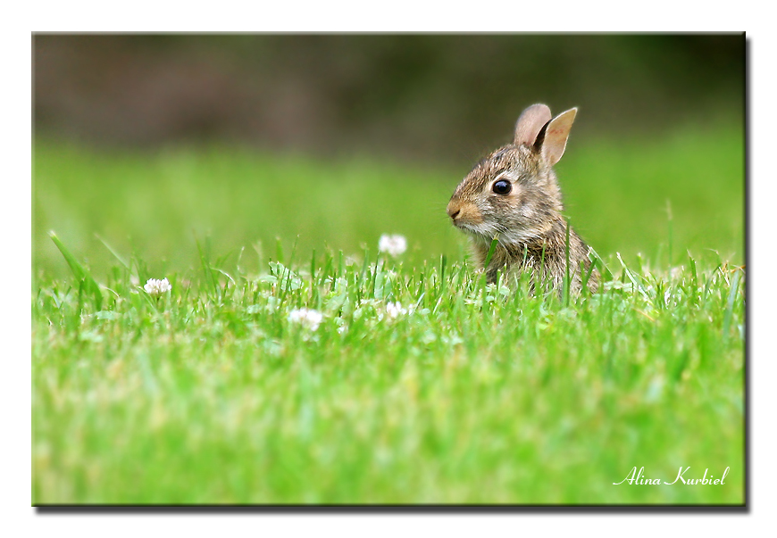 Little Bunny