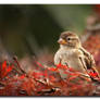 Sparrow in Red