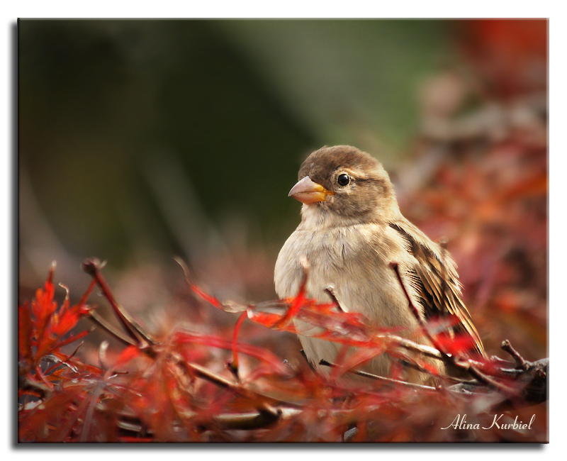 Sparrow in Red