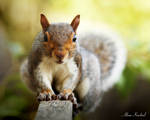 Eastern Gray Squirrel by AlinaKurbiel