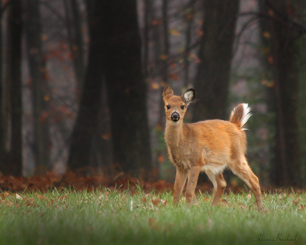 Bambi