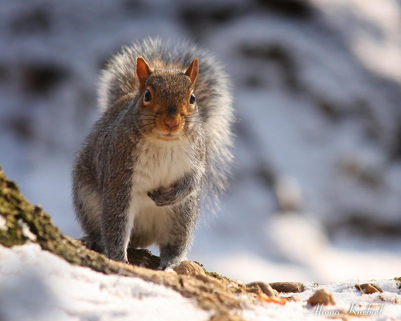 Winter Squirrel by AlinaKurbiel