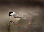 Black-capped Chickadee by AlinaKurbiel