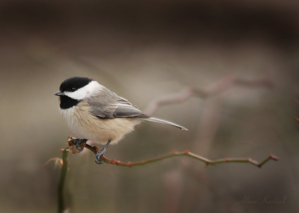 Black-capped Chickadee