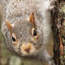 Grey Squirrel