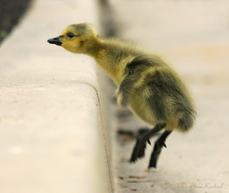 Jumping Gosling