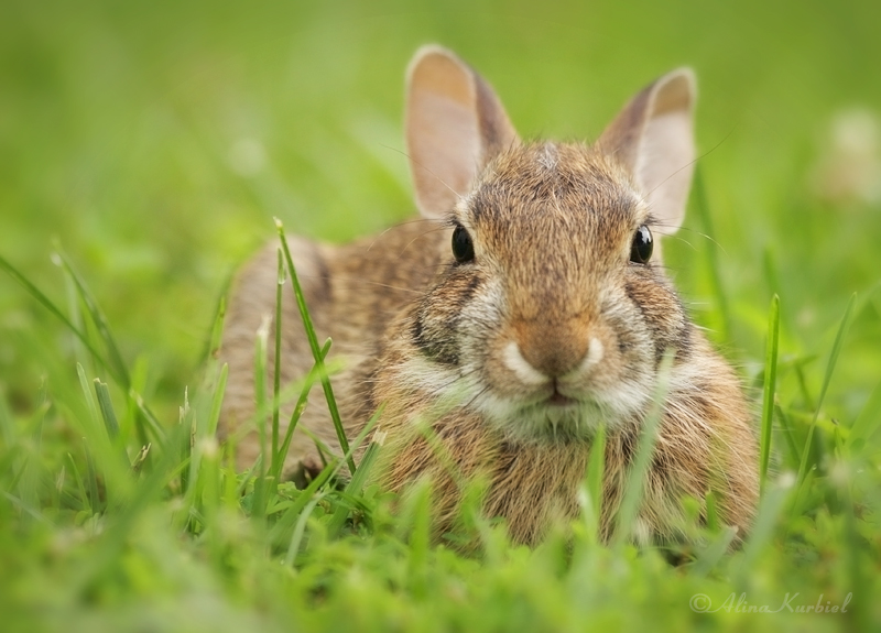 Little Rabbit