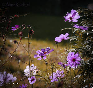 Garden Cosmos