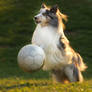 Shetland Sheepdog