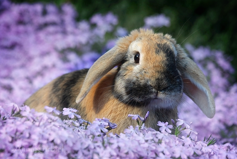 Rabbit in Spring