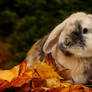 Autumn Bunny