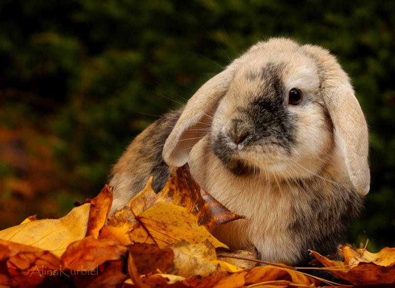 Autumn Brown Rabbit Autumn Bunny by AlinaKurbiel on DeviantArt