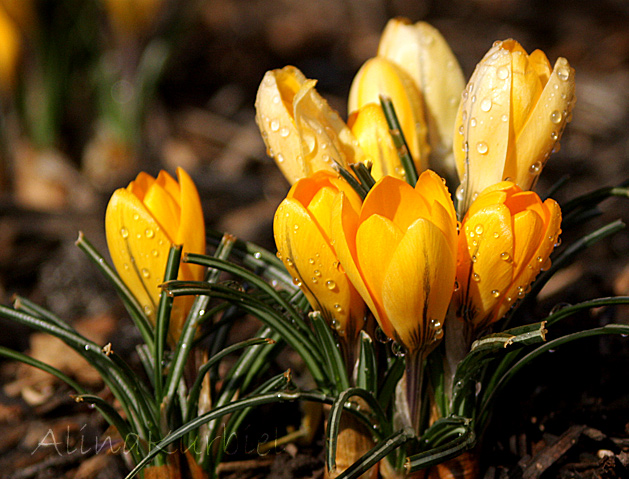 Yellow Crocuses