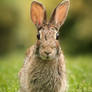 Rabbit after the Rain