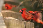 Cardinal's Breakfast by AlinaKurbiel