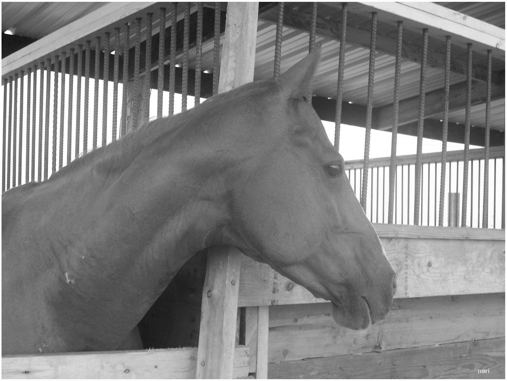 Horse Lighting By Fulminant On Deviantart Horse Lighting By Fulminant On Deviantart