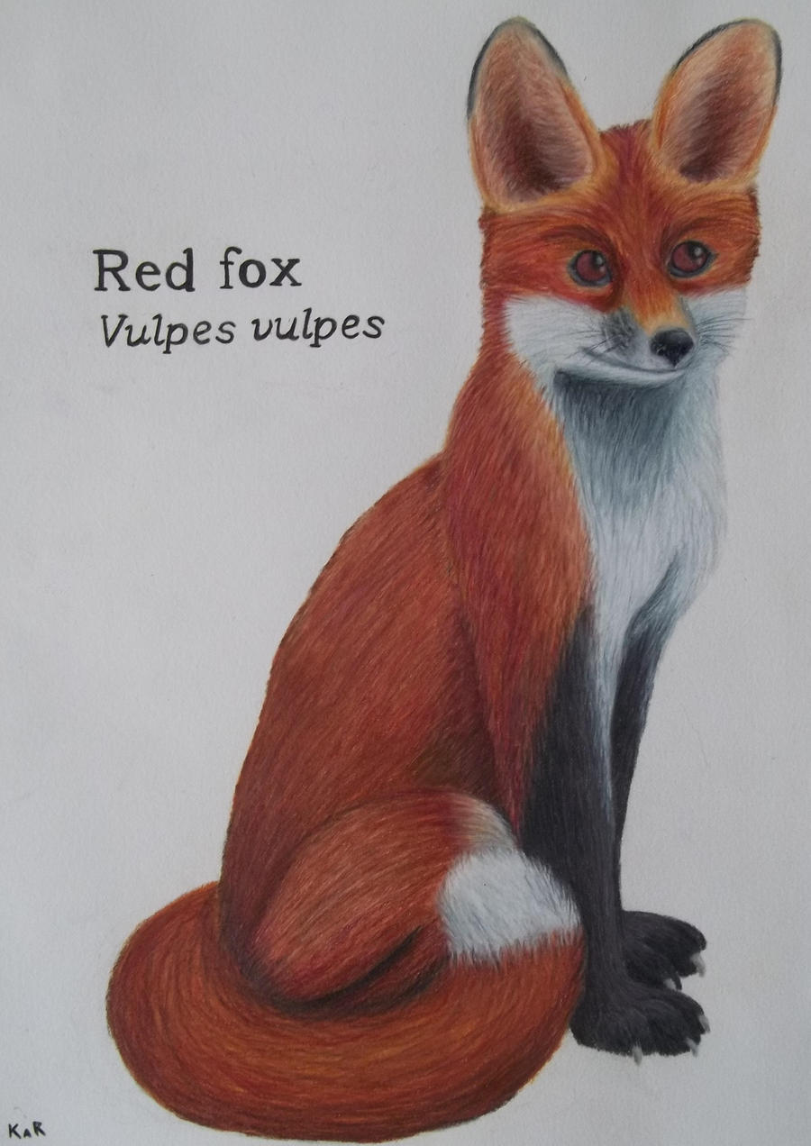 Red fox drawing, Declan