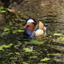 Mandarin duck (1)
