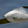 Feather floating on water!