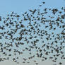 Stock winter, a flock of wigeons  1.x 184 (82)