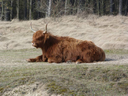 Free, Stock,  A Scottish Highlander relaxing.