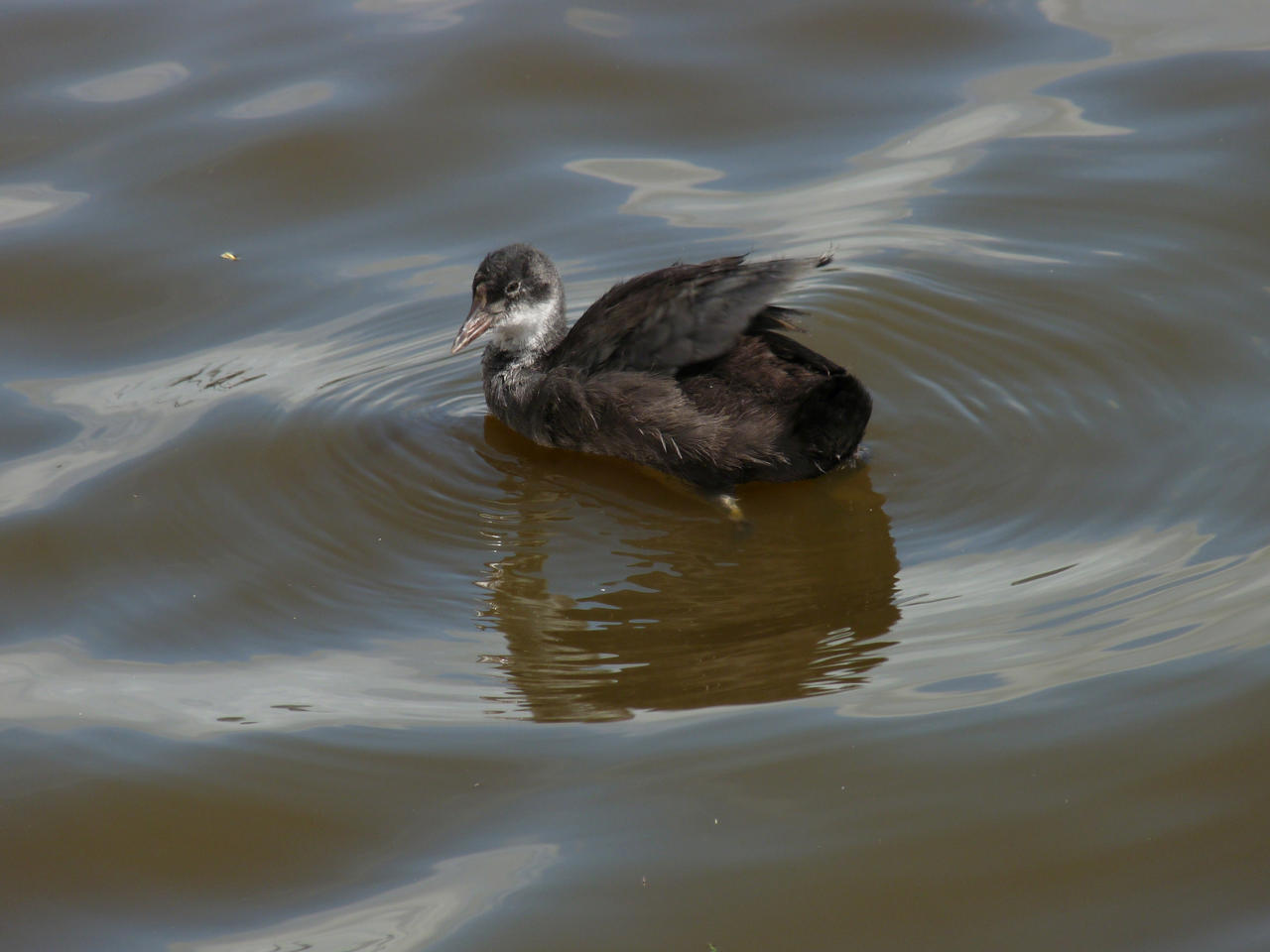 Free, Stock,  Coot chick