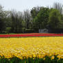 Free, stock, flowerfields in the Netherlands (118)