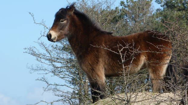 Free, stock,  Exmoor pony  in the wild  (5)