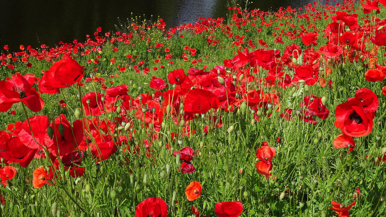 Poppies, a pleasure to the eye! by FractalCaleidoscope