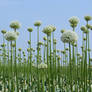 Stock, flower-field Allium