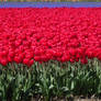 flowerfields in the Netherlands  (27)