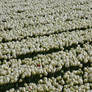 flowerfields in the Netherlands  White tulips