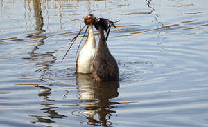 Stock, Grebe, love is mutual..