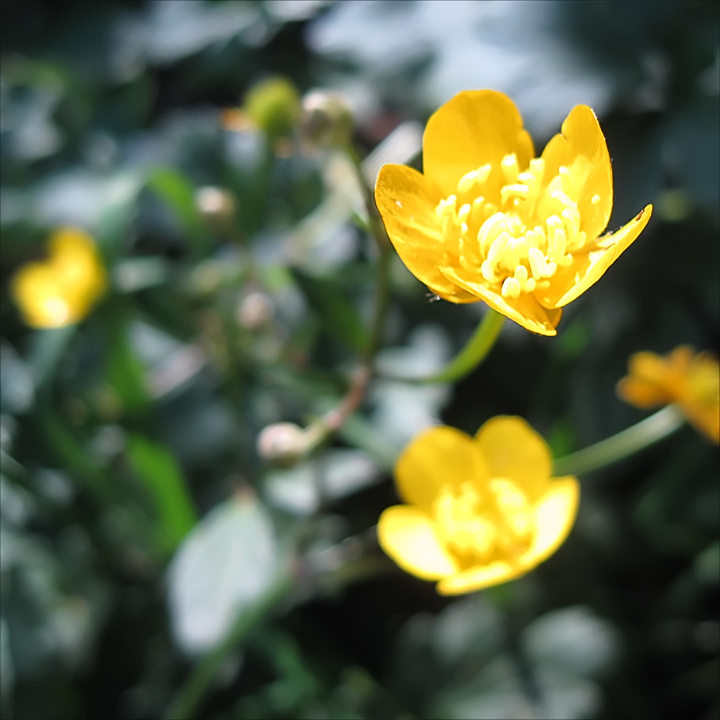 Greater Celandine 01