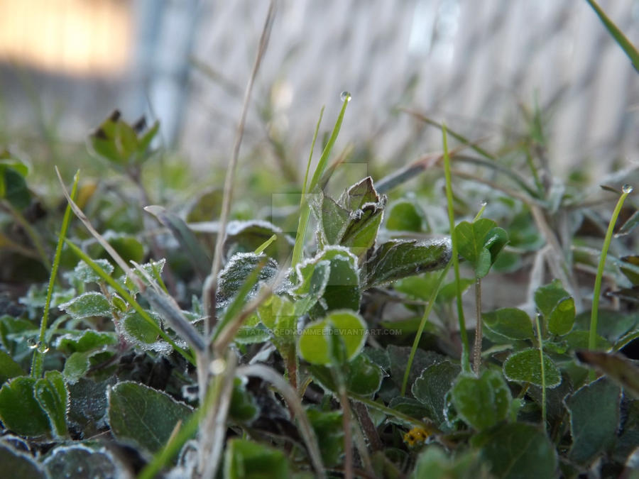 frosty morning