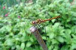 Dragonfly by ZERGEV