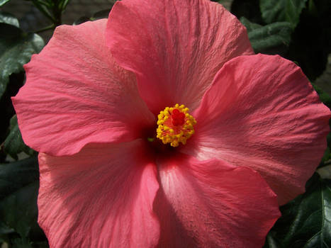 Pink Hibiscus