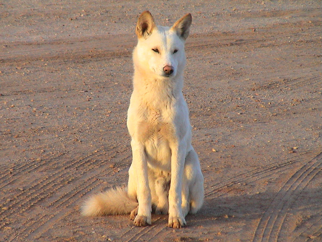 Дикая собака динго новый год. Динго белая. Собака Динго белая. Динго альбинос. Австралийский Динго.